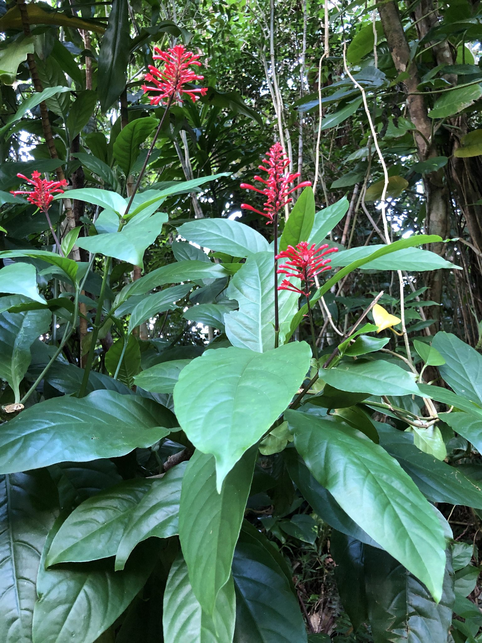 Odontonema cuspidatum